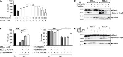 Granule Leakage Induces Cell-Intrinsic, Granzyme B-Mediated Apoptosis in Mast Cells